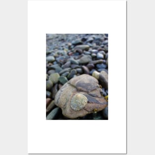 Limpet on a Stony Shore Posters and Art